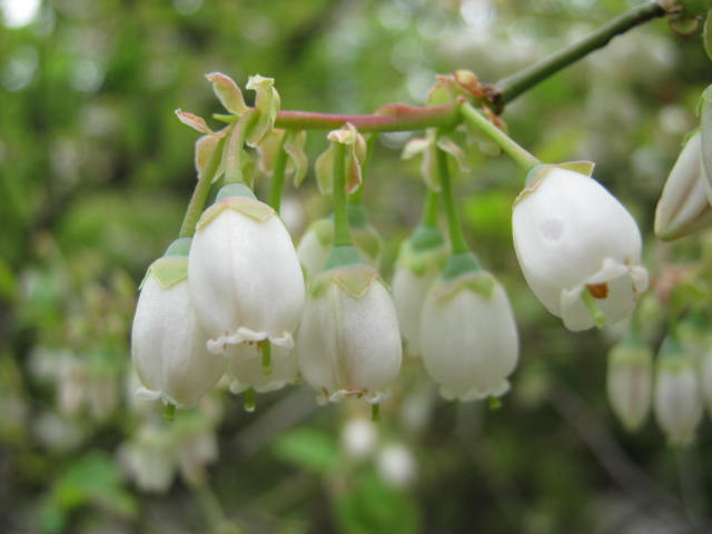 ブルーベリーとライラック 社務日誌 ブルーベリーとライラック 社務日誌