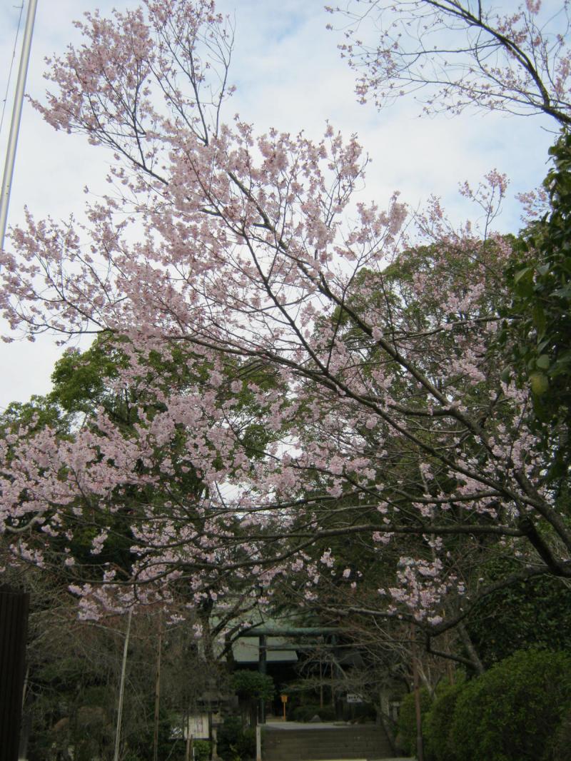 ソメイヨシノ咲きました 社務日誌 ソメイヨシノ咲きました 社務日誌